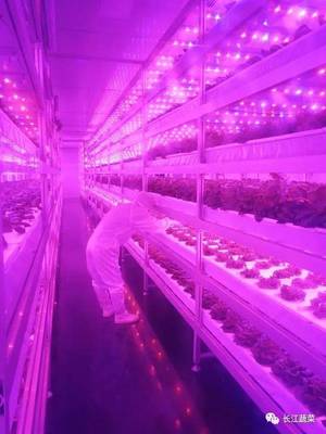 厉害了！生态化种植助力芦笋远销全国，植物工厂打造现代高端农业！